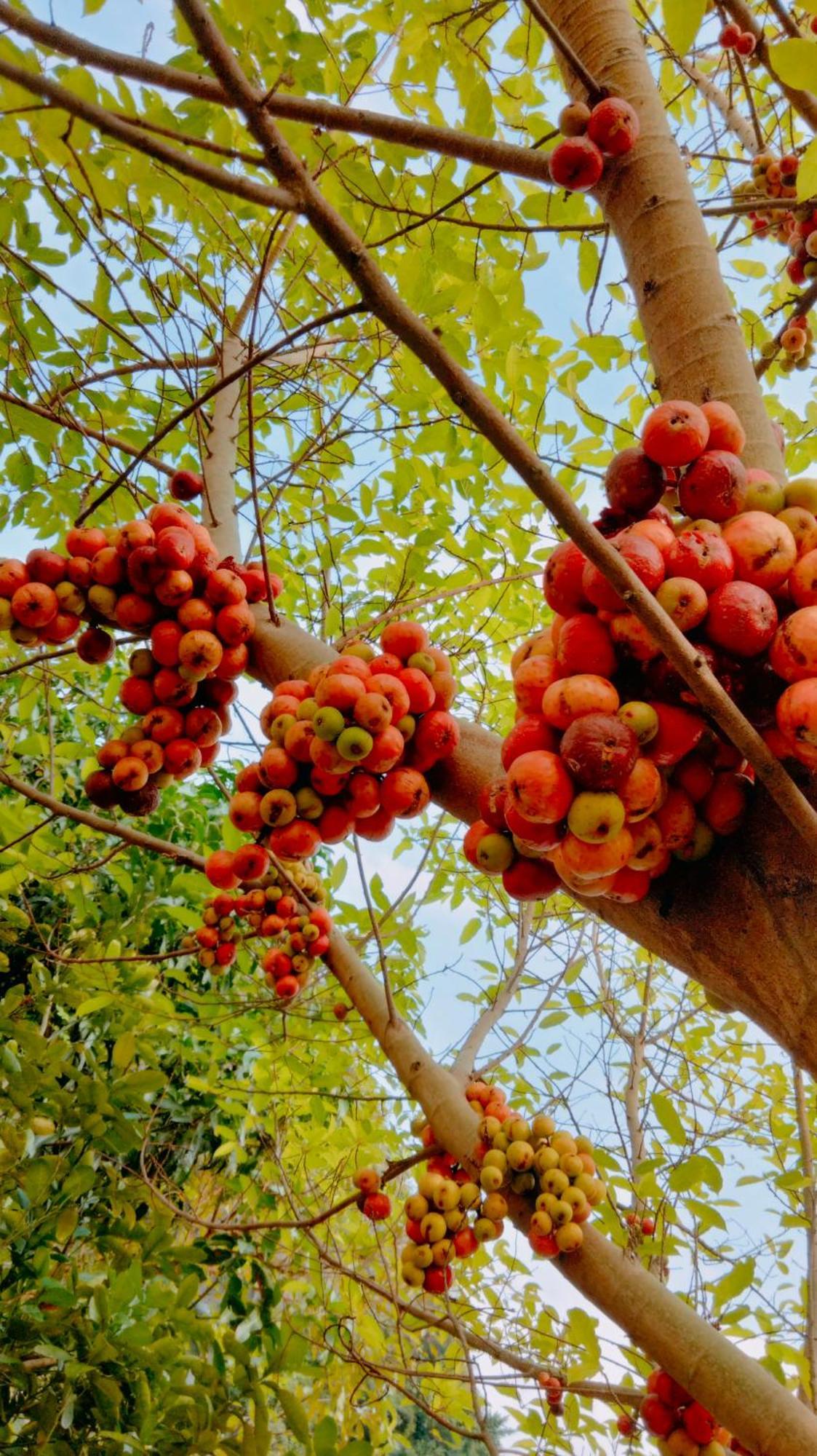Hang Mua Eco Garden Xuan Son Экстерьер фото