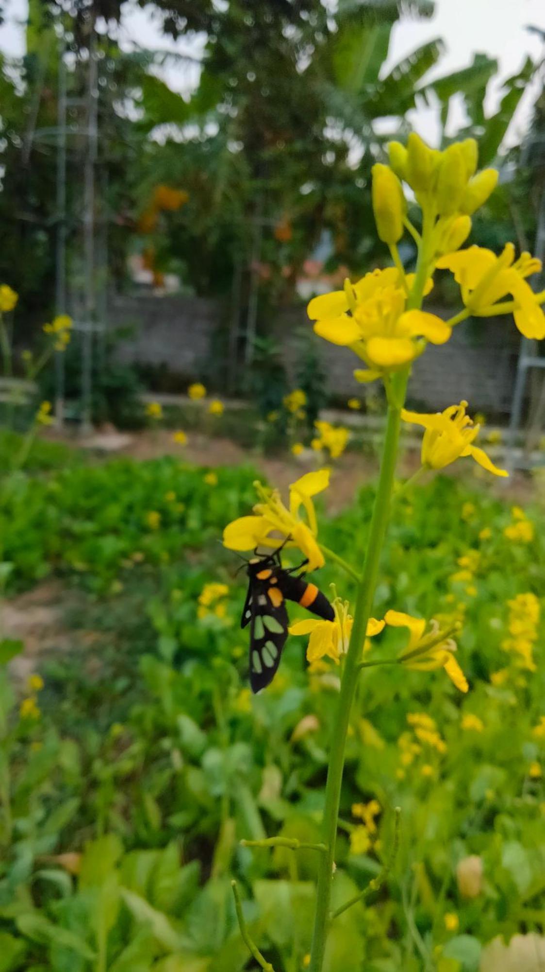 Hang Mua Eco Garden Xuan Son Экстерьер фото