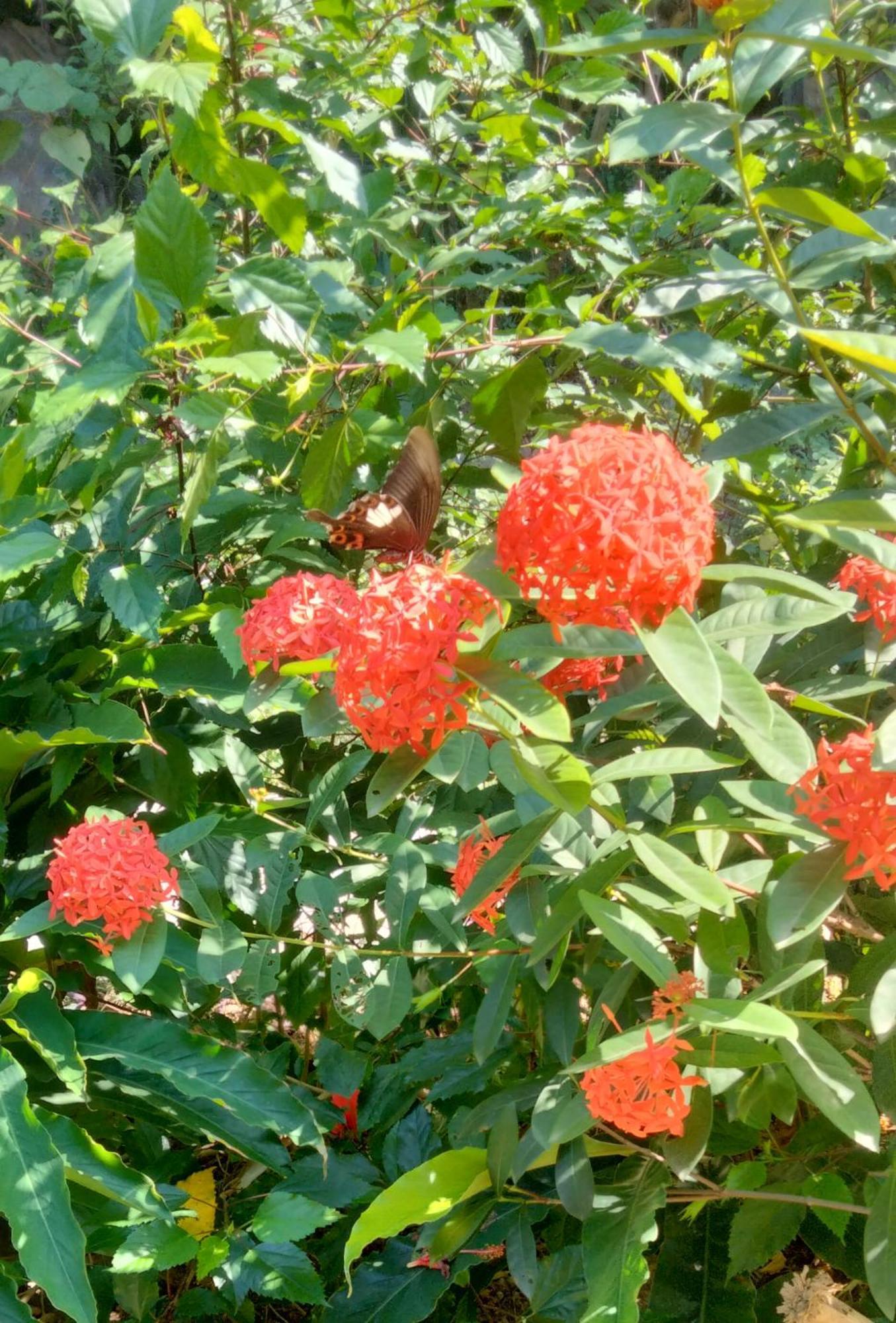 Hang Mua Eco Garden Xuan Son Экстерьер фото