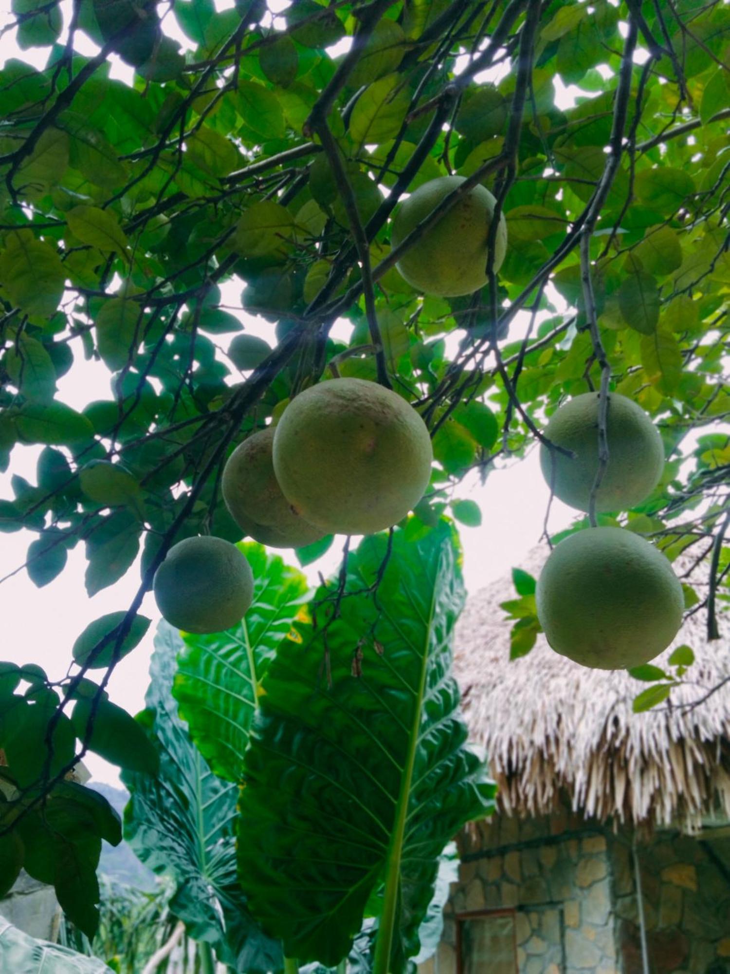 Hang Mua Eco Garden Xuan Son Экстерьер фото