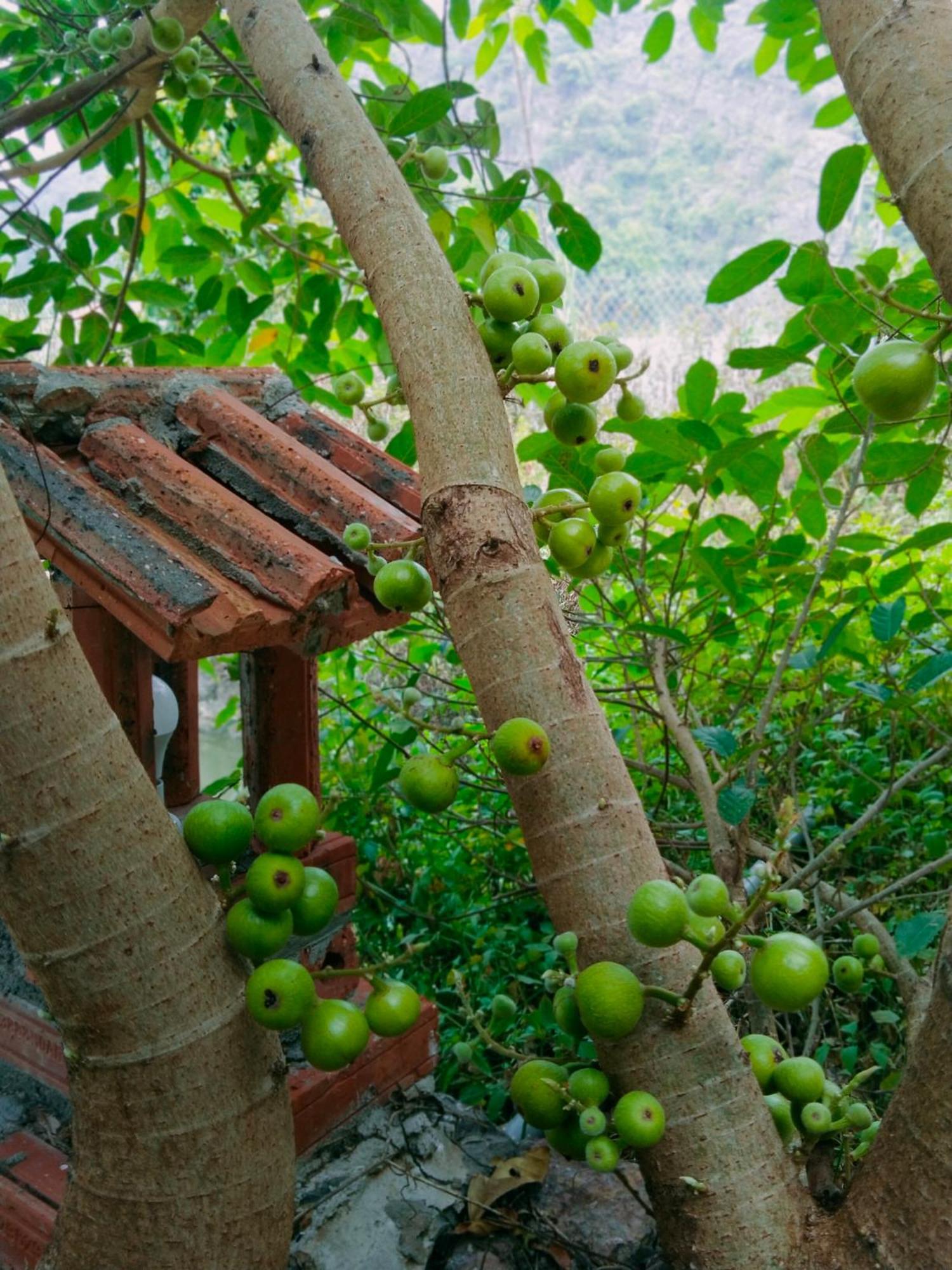 Hang Mua Eco Garden Xuan Son Экстерьер фото